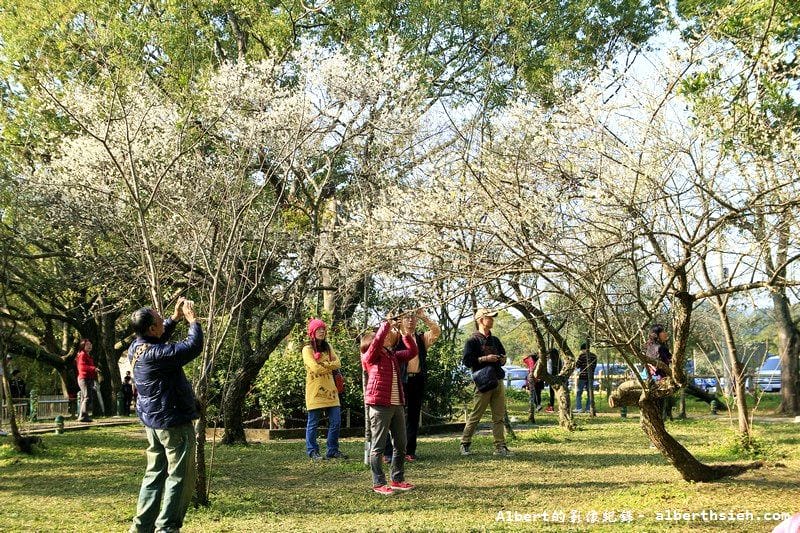 【梅花】桃園復興．角板山公園&蔣公行館（白瓣黃蕊的梅花，如雪如霧吐芳香）