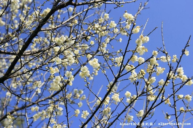 【梅花】桃園復興．角板山公園&蔣公行館（白瓣黃蕊的梅花，如雪如霧吐芳香）
