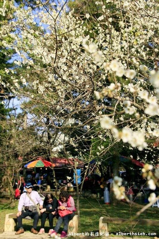【梅花】桃園復興．角板山公園&蔣公行館（白瓣黃蕊的梅花，如雪如霧吐芳香）