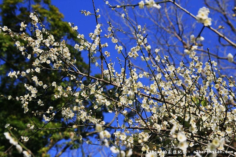 【梅花】桃園復興．角板山公園&蔣公行館（白瓣黃蕊的梅花，如雪如霧吐芳香）