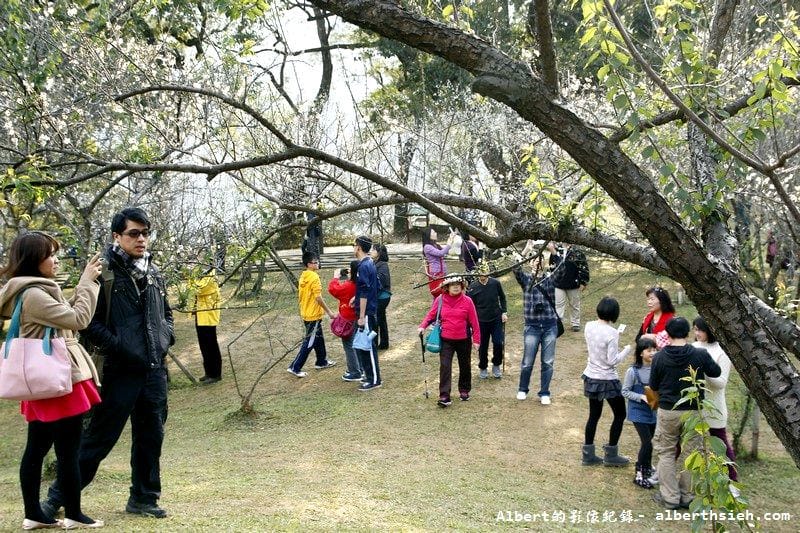 【梅花】桃園復興．角板山公園&蔣公行館（白瓣黃蕊的梅花，如雪如霧吐芳香）