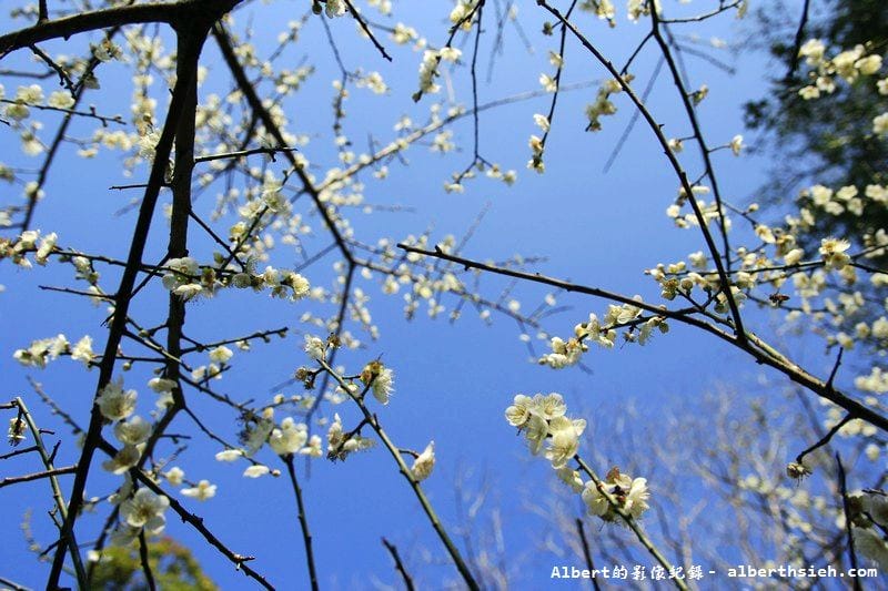 【梅花】桃園復興．角板山公園&蔣公行館（白瓣黃蕊的梅花，如雪如霧吐芳香）