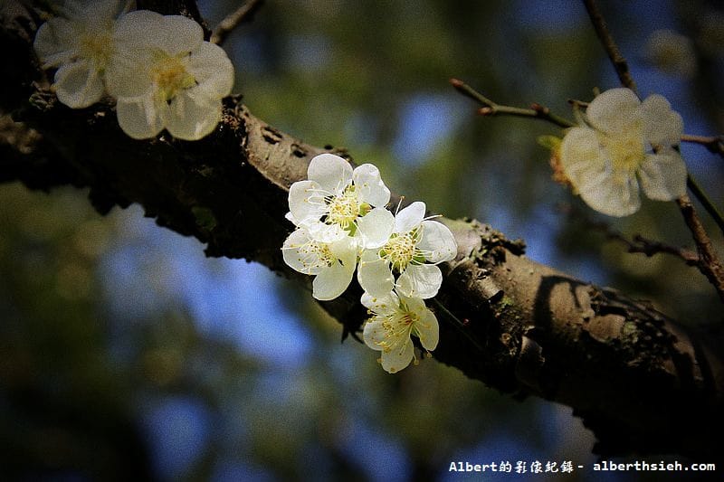 【梅花】桃園復興．角板山公園&蔣公行館（白瓣黃蕊的梅花，如雪如霧吐芳香）