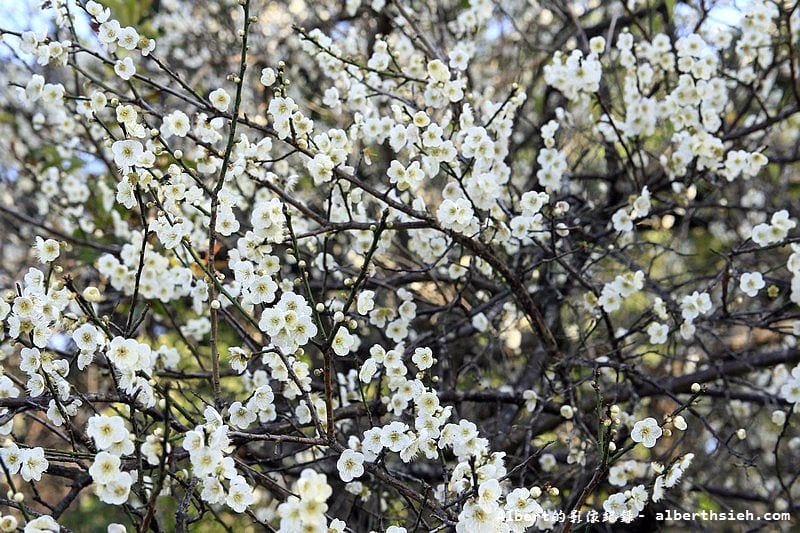 【梅花】桃園復興．角板山公園&蔣公行館（白瓣黃蕊的梅花，如雪如霧吐芳香）