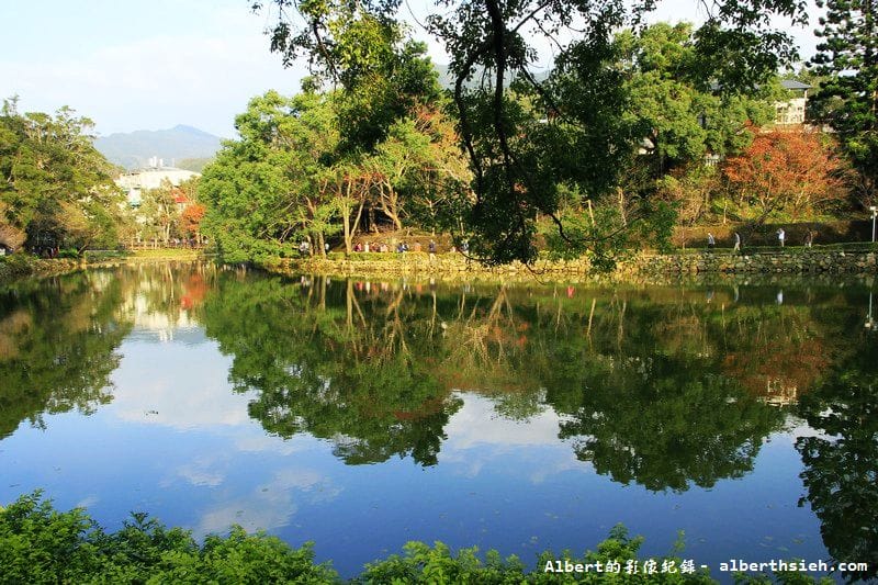 【梅花】桃園復興．角板山公園&蔣公行館（白瓣黃蕊的梅花，如雪如霧吐芳香）