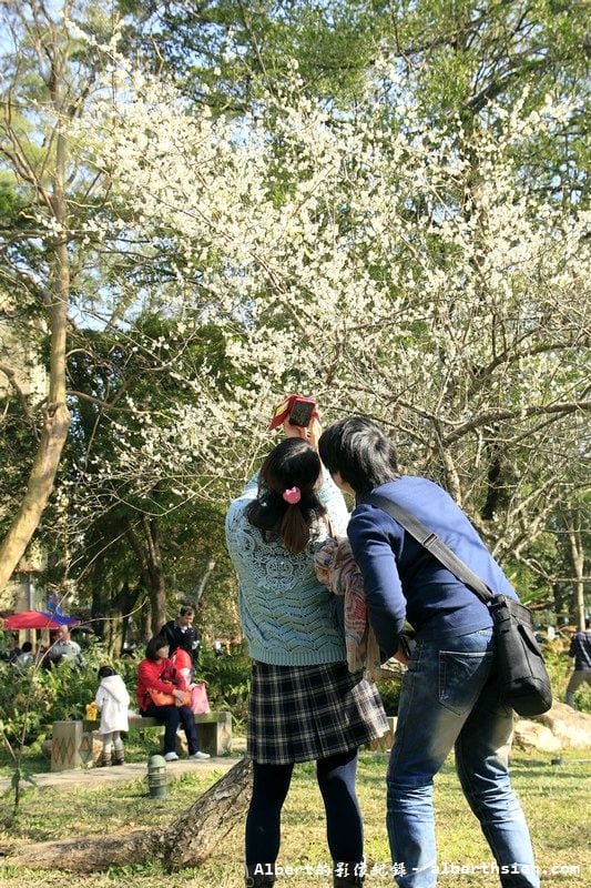 【梅花】桃園復興．角板山公園&蔣公行館（白瓣黃蕊的梅花，如雪如霧吐芳香）