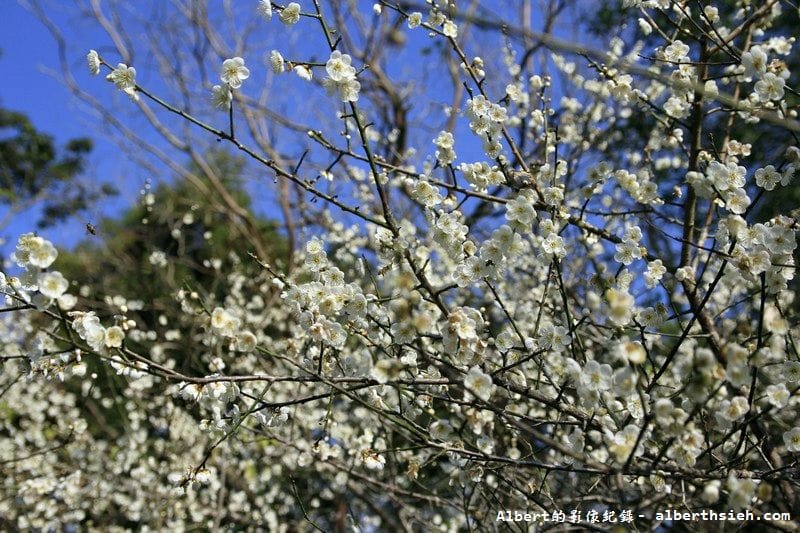 【梅花】桃園復興．角板山公園&蔣公行館（白瓣黃蕊的梅花，如雪如霧吐芳香）