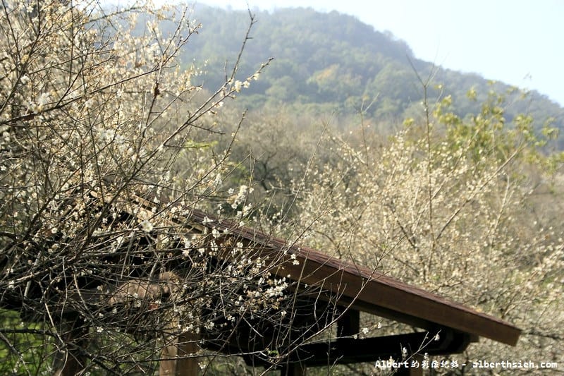 石門水庫槭林步道．桃園大溪賞梅（楓紅梅白交錯，有如詩情畫意的美麗）