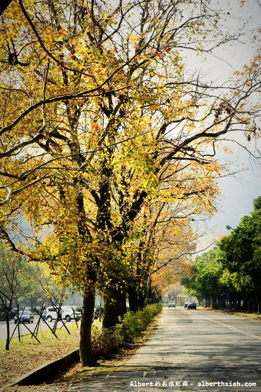 石門水庫槭林步道．桃園大溪賞梅（楓紅梅白交錯，有如詩情畫意的美麗）