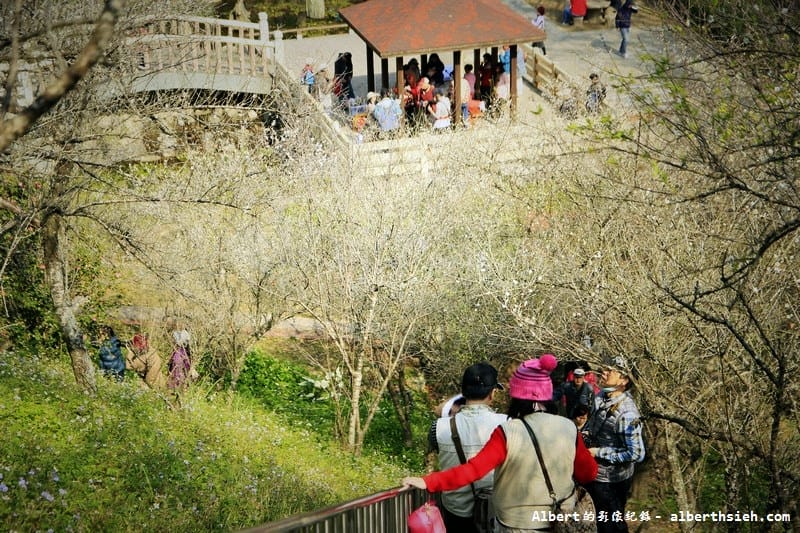 石門水庫槭林步道．桃園大溪賞梅（楓紅梅白交錯，有如詩情畫意的美麗）