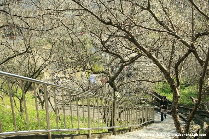 石門水庫槭林步道．桃園大溪賞梅（楓紅梅白交錯，有如詩情畫意的美麗）
