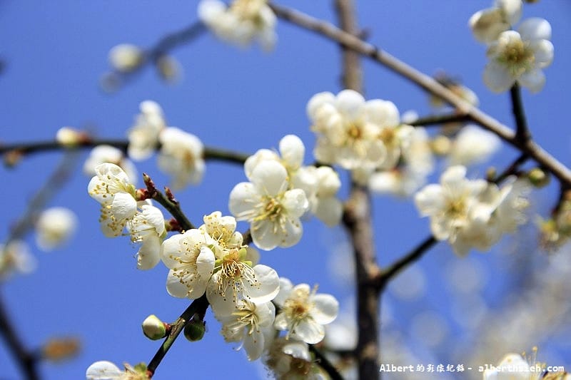 石門水庫槭林步道．桃園大溪賞梅（楓紅梅白交錯，有如詩情畫意的美麗）