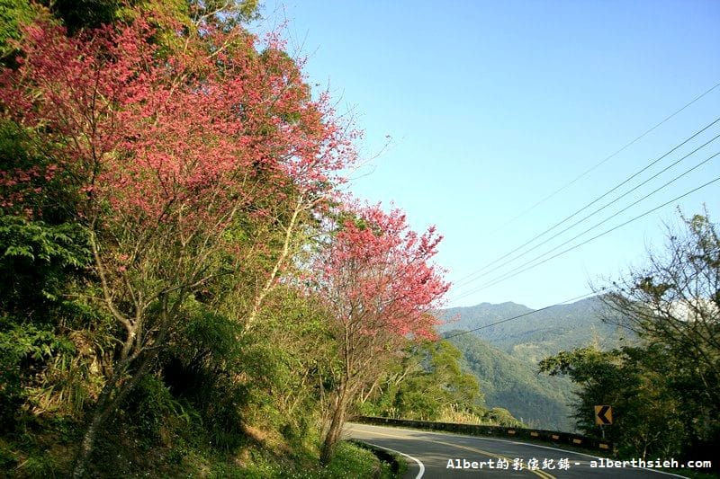 桃119線山櫻花．桃園復興成福道路（山景配山櫻讓眼睛放鬆一下）