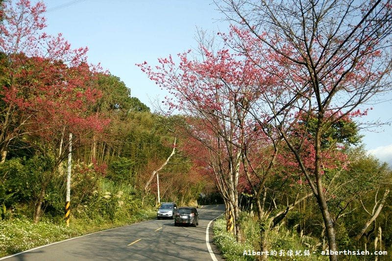 桃119線山櫻花．桃園復興成福道路（山景配山櫻讓眼睛放鬆一下）