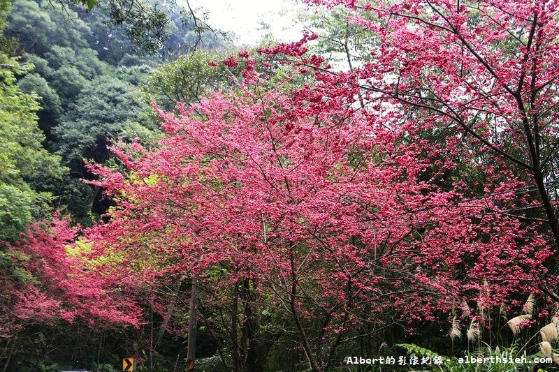桃119線山櫻花．桃園復興成福道路（山景配山櫻讓眼睛放鬆一下）