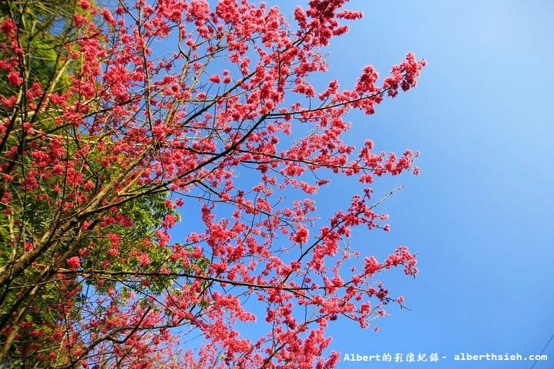 桃119線山櫻花．桃園復興成福道路（山景配山櫻讓眼睛放鬆一下）