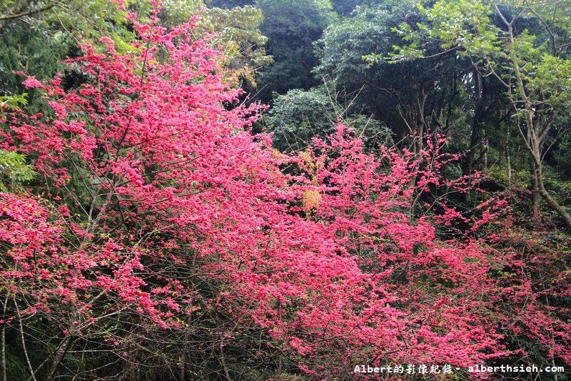 桃119線山櫻花．桃園復興成福道路（山景配山櫻讓眼睛放鬆一下）