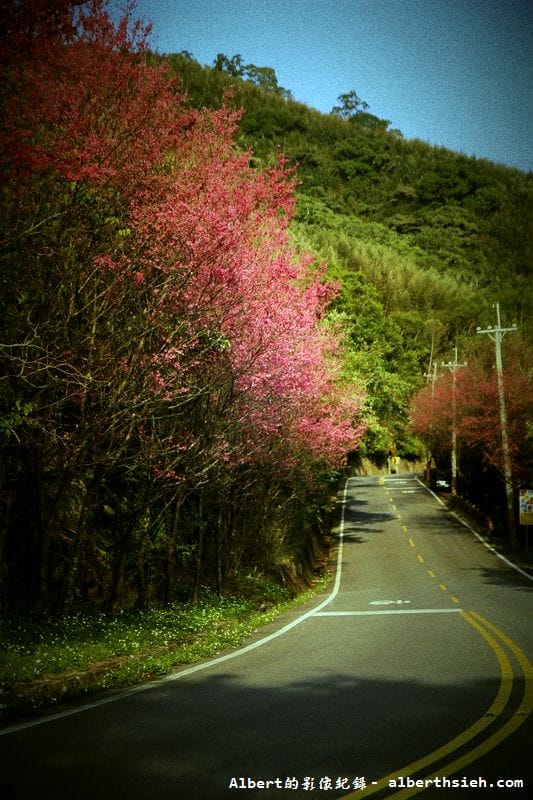 桃119線山櫻花．桃園復興成福道路（山景配山櫻讓眼睛放鬆一下）
