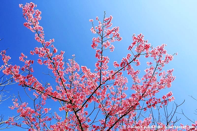 【櫻花】桃園龜山．三聖櫻花園（爬山賞櫻祈福一舉數得）
