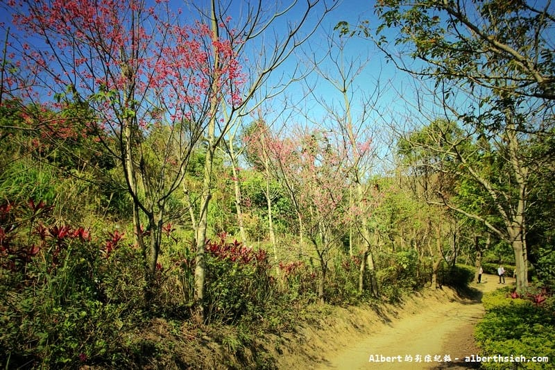 【櫻花】桃園龜山．三聖櫻花園（爬山賞櫻祈福一舉數得）
