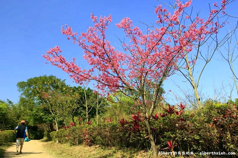 【櫻花】桃園龜山．三聖櫻花園（爬山賞櫻祈福一舉數得）