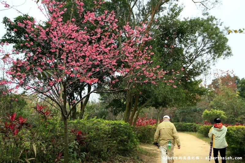 【櫻花】桃園龜山．三聖櫻花園（爬山賞櫻祈福一舉數得）