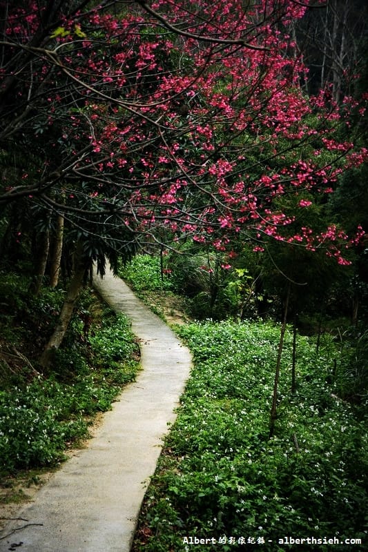 【櫻花】桃園龜山．三聖櫻花園（爬山賞櫻祈福一舉數得）