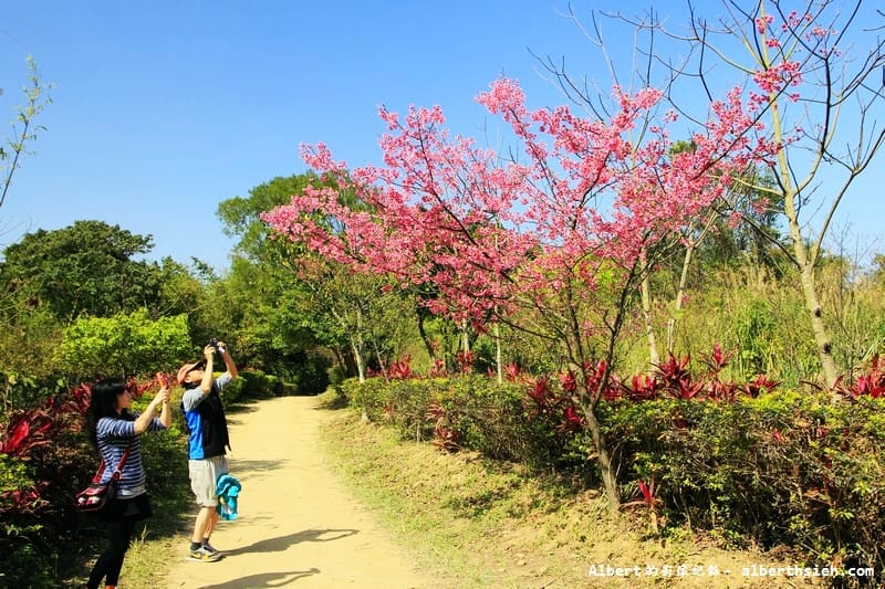 【櫻花】桃園龜山．三聖櫻花園（爬山賞櫻祈福一舉數得）