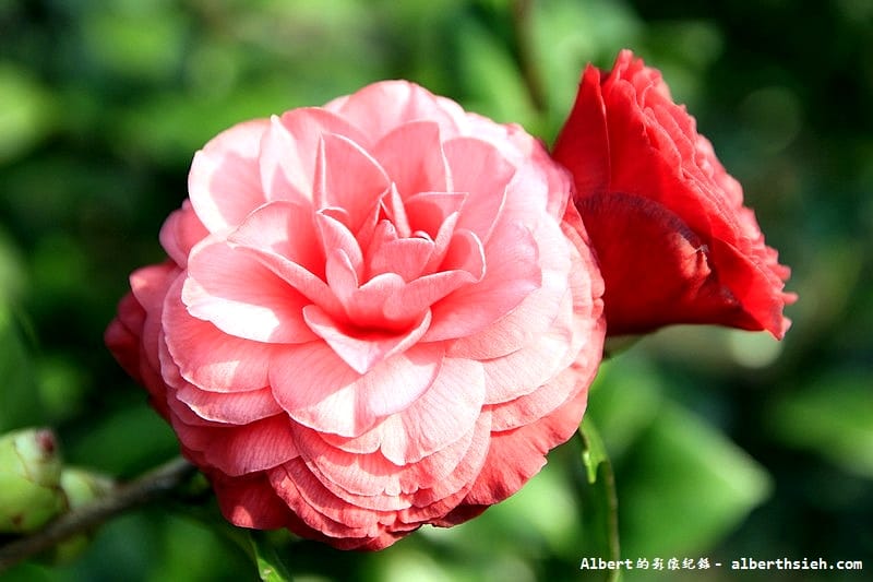大溪茶花園.桃園景點(驚見清新脫俗的山茶花) - 第12張圖 大溪茶花園.桃園景點(驚見清新脫俗的山茶花)