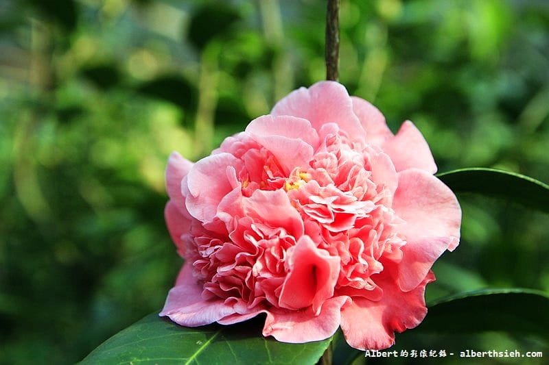 大溪茶花園.桃園景點(驚見清新脫俗的山茶花) - 第4張圖 大溪茶花園.桃園景點(驚見清新脫俗的山茶花)