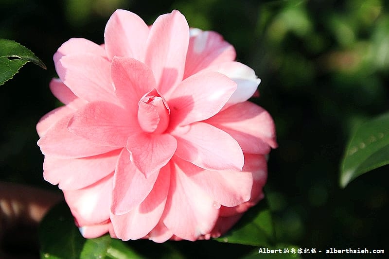 大溪茶花園.桃園景點(驚見清新脫俗的山茶花) - 第9張圖 大溪茶花園.桃園景點(驚見清新脫俗的山茶花)