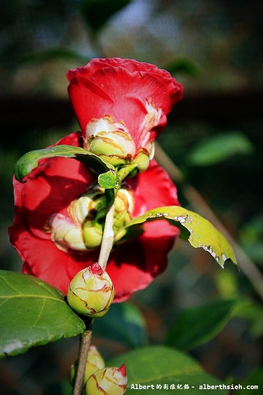 大溪茶花園.桃園景點(驚見清新脫俗的山茶花) - 第11張圖 大溪茶花園.桃園景點(驚見清新脫俗的山茶花)