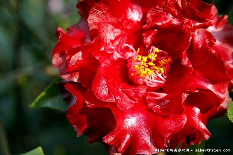 大溪茶花園.桃園景點(驚見清新脫俗的山茶花) - 第31張圖 大溪茶花園.桃園景點(驚見清新脫俗的山茶花)