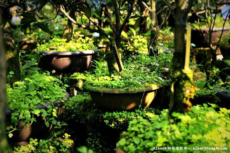 大溪茶花園.桃園景點(驚見清新脫俗的山茶花) - 第21張圖 大溪茶花園.桃園景點(驚見清新脫俗的山茶花)
