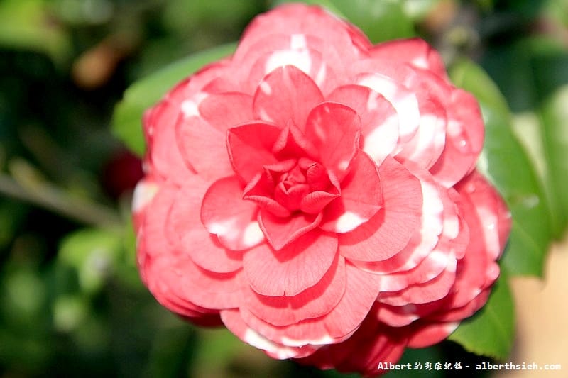 大溪茶花園.桃園景點(驚見清新脫俗的山茶花) - 第10張圖 大溪茶花園.桃園景點(驚見清新脫俗的山茶花)