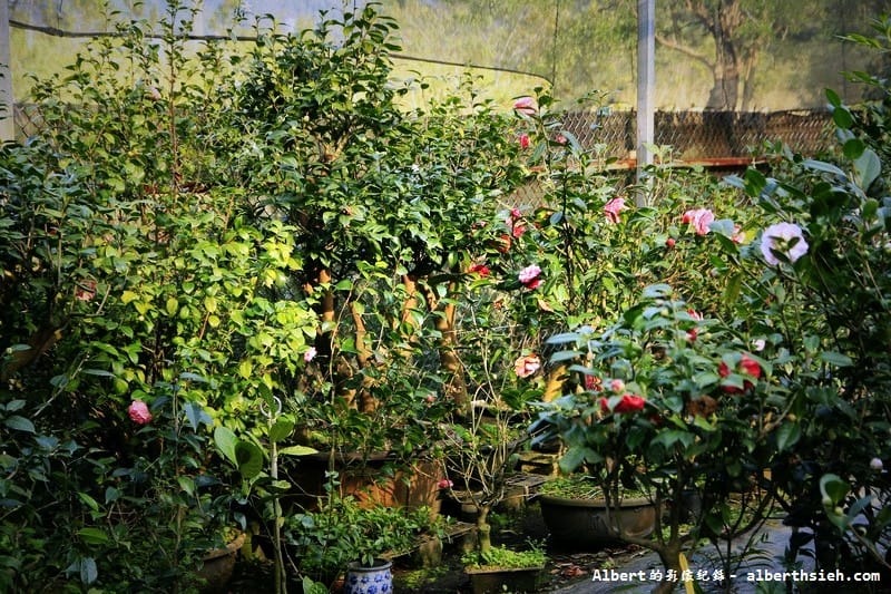 大溪茶花園.桃園景點(驚見清新脫俗的山茶花) - 第34張圖 大溪茶花園.桃園景點(驚見清新脫俗的山茶花)
