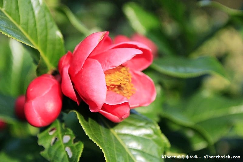 大溪茶花園.桃園景點(驚見清新脫俗的山茶花) - 第15張圖 大溪茶花園.桃園景點(驚見清新脫俗的山茶花)