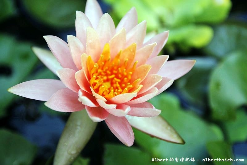 漫步雲端森林廚房.苗栗三義景觀餐廳(被群山翠林溪水包圍的紅色古堡) - 第25張圖 漫步雲端森林廚房.苗栗三義景觀餐廳(被群山翠林溪水包圍的紅色古堡)