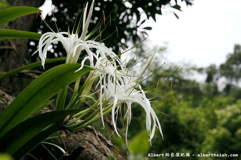 漫步雲端森林廚房.苗栗三義景觀餐廳(被群山翠林溪水包圍的紅色古堡) - 第22張圖 漫步雲端森林廚房.苗栗三義景觀餐廳(被群山翠林溪水包圍的紅色古堡)