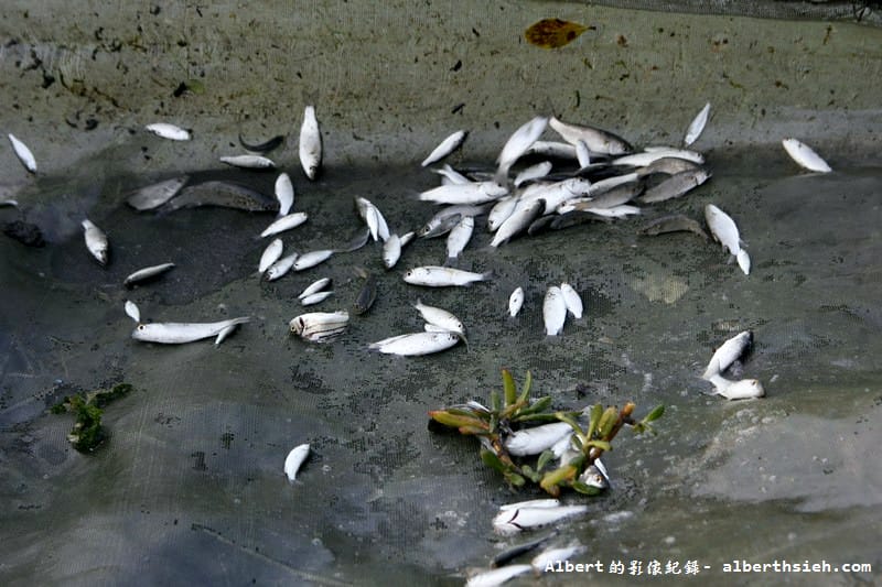 【漁民體驗】彰化芳苑.哈哈漁場(親自體驗下水抓魚摸文蛤超好玩) - 第22張圖 【漁民體驗】彰化芳苑.哈哈漁場(親自體驗下水抓魚摸文蛤超好玩)