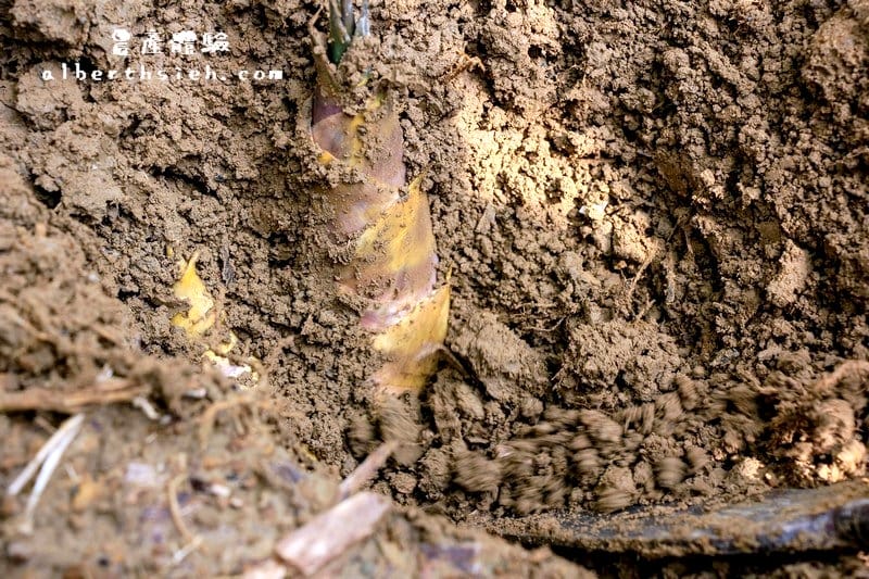 【農產體驗】桃園大溪．新峰社區（鮮脆甜美的綠竹筍）