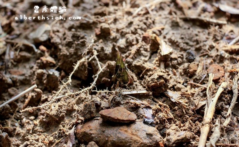 【農產體驗】桃園大溪．新峰社區（鮮脆甜美的綠竹筍）