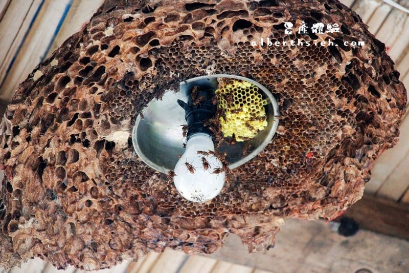 【農產體驗】桃園大溪．新峰社區（鮮脆甜美的綠竹筍）