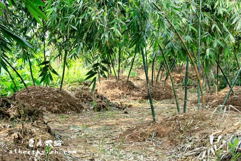 【農產體驗】桃園大溪．新峰社區（鮮脆甜美的綠竹筍）