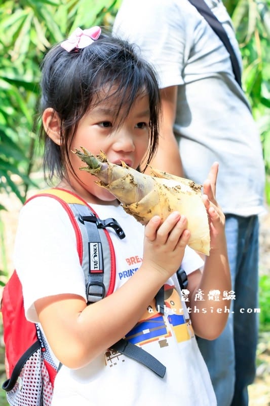 【農產體驗】桃園大溪．新峰社區（鮮脆甜美的綠竹筍）
