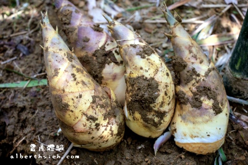 【農產體驗】桃園大溪．新峰社區（鮮脆甜美的綠竹筍）