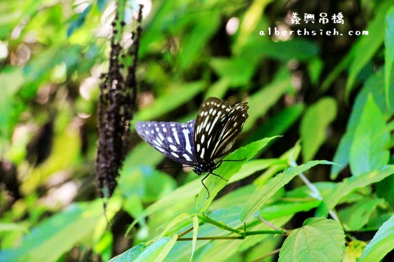 義興吊橋．桃園復興景點（賽德克巴萊彩虹橋，15層樓高200公尺長）