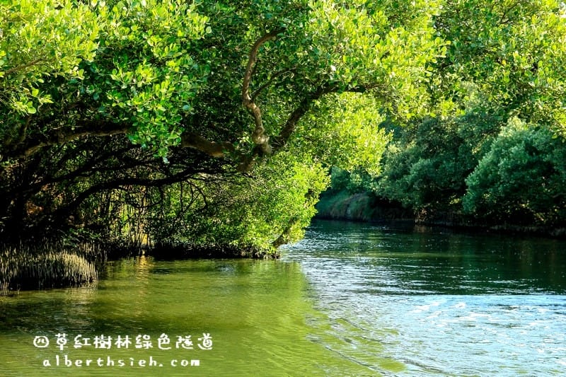 台南安南景點.四草紅樹林綠色隧道(海上森林台灣亞馬遜河) - 第10張圖 台南安南景點.四草紅樹林綠色隧道(海上森林台灣亞馬遜河)