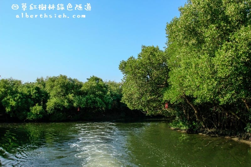 台南安南景點.四草紅樹林綠色隧道(海上森林台灣亞馬遜河) - 第19張圖 台南安南景點.四草紅樹林綠色隧道(海上森林台灣亞馬遜河)
