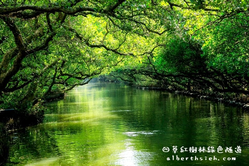 台南安南景點.四草紅樹林綠色隧道(海上森林台灣亞馬遜河) - 第13張圖 台南安南景點.四草紅樹林綠色隧道(海上森林台灣亞馬遜河)